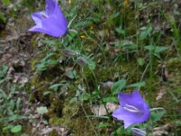 Campanula persicifolia 25, Prachtklokje, Saxifraga-Ed Stikvoort