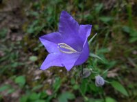 Campanula persicifolia 26, Prachtklokje, Saxifraga-Ed Stikvoort