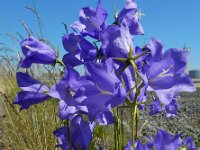 Campanula persicifolia 28, Prachtklokje, Saxifraga-Ed Stikvoort