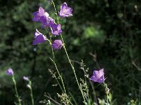 Campanula persicifolia 3, Prachtklokje, Saxifraga-Piet Zomerdijk
