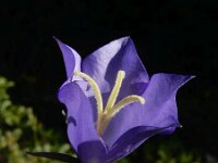 Campanula persicifolia 34, Prachtklokje, Saxifraga-Ed Stikvoort