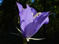 Campanula persicifolia 36, Prachtklokje, Saxifraga-Ed Stikvoort