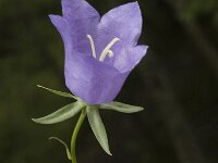 Campanula persicifolia 4, Prachtklokje, Saxifraga-Jan van der Straaten