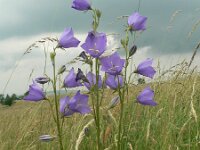Campanula persicifolia 5, Prachtklokje, Saxifraga-Jan Willem Jongepier