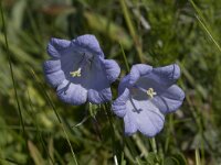 Campanula persicifolia 51, Prachtklokje, Saxifraga-Willem van Kruijsbergen
