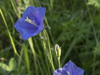 Campanula persicifolia 52, Prachtklokje, Saxifraga-Willem van Kruijsbergen