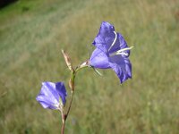 Campanula persicifolia 6, Prachtklokje, Saxifraga-Jasenka Topic