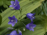 Campanula persicifolia 8, Prachtklokje, Saxifraga-Willem van Kruijsbergen