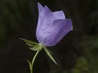 Campanula persicifolia 1, Prachtklokje, Saxifraga-Jan van der Straaten