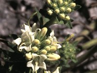 Campanula petraea 1, Saxifraga-Eugen Schaub