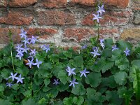 Campanula poscharskyana 14, Kruipklokje, Saxifraga-Ed Stikvoort