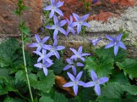 Campanula poscharskyana 17, Kruipklokje, Saxifraga-Ed Stikvoort