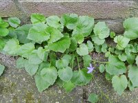 Campanula poscharskyana 21, Kruipklokje, Saxifraga-Rutger Barendse