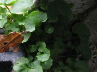 Campanula poscharskyana 7, Kruipklokje, Saxifraga-Rutger Barendse