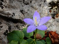 Campanula pyramidalis 13, Piramideklokje, Saxifraga-Ed Stikvoort : Kastav s9900