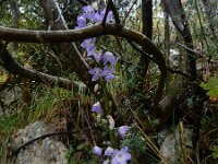 Campanula pyramidalis 16, Piramideklokje, Saxifraga-Ed Stikvoort : Moscenicka s9900