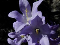Campanula pyramidalis 17, Piramideklokje, Saxifraga-Ed Stikvoort : Krk a900