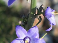 Campanula pyramidalis 2, Piramideklokje, Saxifraga-Jasenka Topic