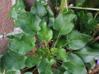 Campanula pyramidalis 3, Piramideklokje, Saxifraga-Rutger Barendse