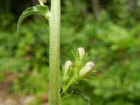 Campanula pyramidalis 8, Piramideklokje, Saxifraga-Rutger Barendse