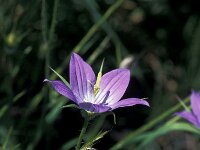 Campanula ramosissima 4, Saxifraga-Jan van der Straaten