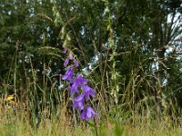 Campanula rapunculoides 21, Akkerklokje, Saxifraga-Ed Stikvoort
