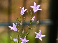Campanula rapunculus 26, Rapunzelklokje, Saxifraga-Bart Vastenhouw