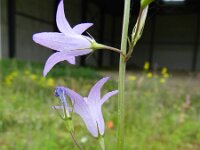 Campanula rapunculus 29, Rapunzelklokje, Saxifraga-Rutger Barendse