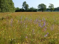 Campanula rapunculus 52, Rapunzelklokje, Saxifraga-Ed Stikvoort
