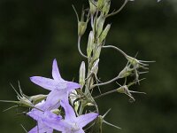 Campanula rapunculus 64, Rapunzelklokje, Saxifraga-Willem van Kruijsbergen