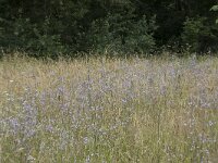 Campanula rapunculus 67, Rapunzelklokje, Saxifraga-Willem van Kruijsbergen