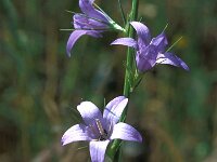 Campanula rapunculus 72, Rapunzelklokje, Saxifraga-Jan van der Straaten