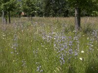 Campanula rapunculus 74, Rapunzelklokje, Saxifraga-Willem van Kruijsbergen