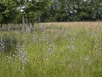 Campanula rapunculus 75, Rapunzelklokje, Saxifraga-Willem van Kruijsbergen