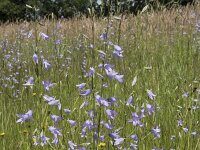 Campanula rapunculus 76, Rapunzelklokje, Saxifraga-Willem van Kruijsbergen