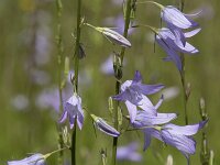 Campanula rapunculus 77, Rapunzelklokje, Saxifraga-Willem van Kruijsbergen