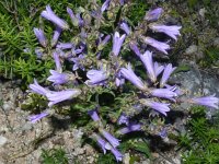 Campanula sibirica 3, Saxifraga-Jasenka Topic