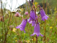 Campanula sibirica 9, Saxifraga-Ed Stikvoort