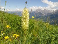 Campanula thyrsoides 15, Foto Fitis-Sytske Dijksen