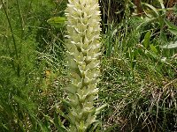 Campanula thyrsoides 22, Saxifraga-Harry Jans