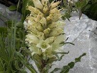 Campanula thyrsoides ssp thyrsoides 1, Saxifraga-Willem van Kruijsbergen
