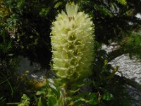 Campanula thyrsoides ssp thyrsoides 18, Saxifraga-Ed Stikvoort