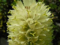Campanula thyrsoides ssp thyrsoides 19, Saxifraga-Ed Stikvoort
