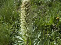 Campanula thyrsoides ssp thyrsoides 2, Saxifraga-Willem van Kruijsbergen