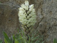 Campanula thyrsoides ssp thyrsoides 3, Saxifraga-Willem van Kruijsbergen