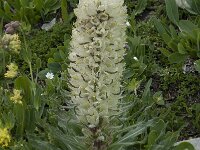 Campanula thyrsoides ssp thyrsoides 4, Saxifraga-Willem van Kruijsbergen