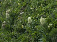 Campanula thyrsoides ssp thyrsoides 5, Saxifraga-Willem van Kruijsbergen