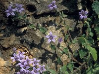 Campanula topaliana 2, Saxifraga-Jan van der Straten