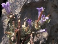 Campanula topaliana 3, Saxifraga-Jan van der Straaten