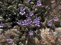 Campanula topaliana 4, Saxifraga-Jan van der Straaten